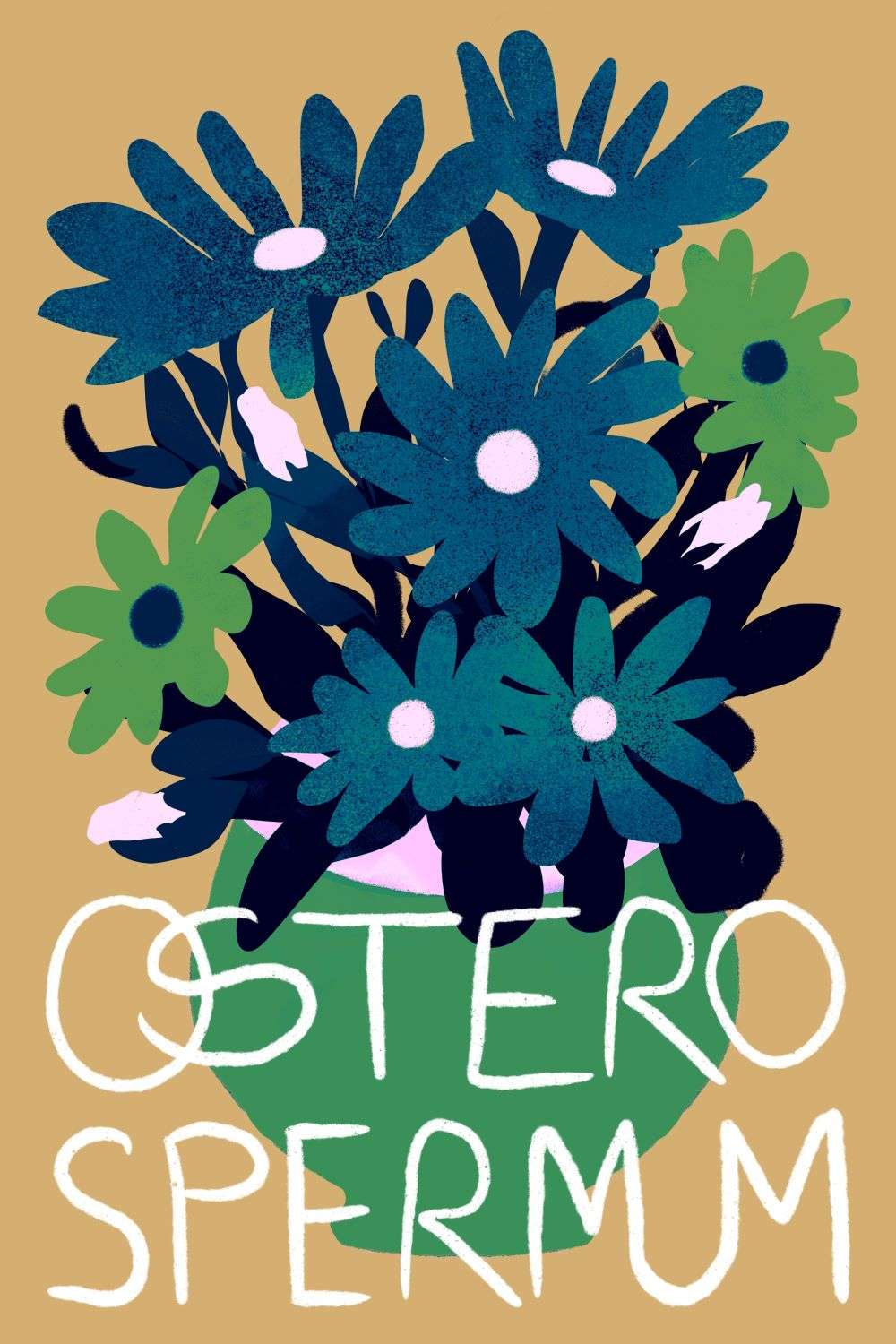 flower osteospermum illustration